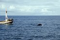 isl_238 husavik baleine zoom33x22cm